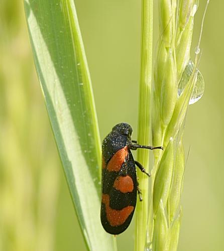 Cercopis vulnerata